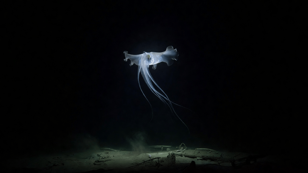 Encounters in the Midnight Zone